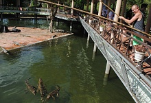 Бизнес на крокодилах